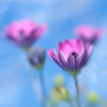 Flower I Flower I