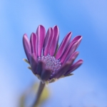 Flower II Flower II