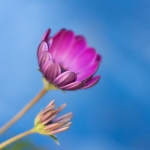 Flower III Flower III