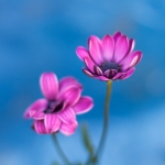 Flower IV Flower IV