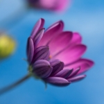 Flower V Flower V