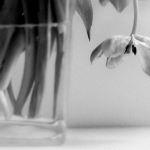 Tulp (2) - zwart/wit Tulp (2) - zwart/wit