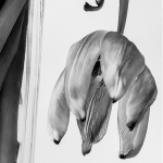 Tulp (3) zwart/wit Tulp (3) zwart/wit