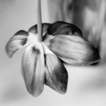Tulp (z/w) Tulp (z/w)
