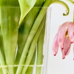 Tulp (1) kleur Tulp (1) kleur