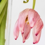 Tulp (2) kleur Tulp (2) kleur