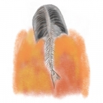 Oxygenation Oxygenation