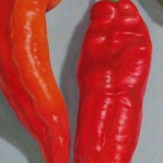 Puntpaprika's Puntpaprika's