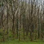 Het bos Het bos