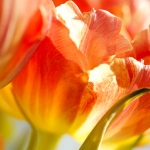 Tulp Tulp