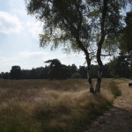 Houtdorperveld, Garderen Houtdorperveld, Garderen