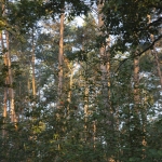 Boeschoterbos, Voorthuizen Boeschoterbos, Voorthuizen