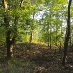 Boeschoterbos 2, Voorthuizen Boeschoterbos 2, Voorthuizen