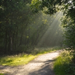 Zonneharpen in Boeschoterbos, Voorthuizen Zonneharpen in Boeschoterbos, Voorthuizen