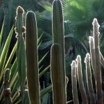 Jardins de Majorelle Jardins de Majorelle