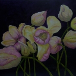 Tulpen Tulpen