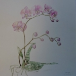 Phalaenopsis Phalaenopsis