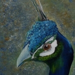 Pauwenkop Pauwenkop