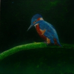 Ijsvogel Ijsvogel