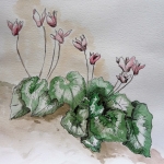 Cyclamen Cyclamen