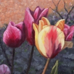Tulpen Tulpen