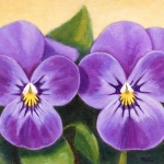 Lilac mini pansies Lilac mini pansies