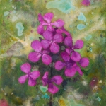 Lunaria Lunaria