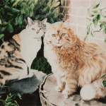 Twee Katten Twee Katten