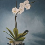 Orchidee 1 Orchidee 1