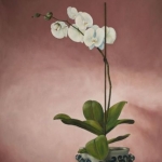 Orchidee 2 Orchidee 2