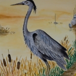 blauwe reiger blauwe reiger