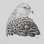 Buizerd Buizerd