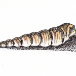 schelp 1 schelp 1