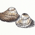 schelp 2 schelp 2