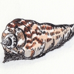 schelp 4 schelp 4