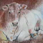 Witte koe, liggend Witte koe, liggend