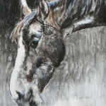Paardenhoofd Paardenhoofd