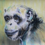 Chimpansee Chimpansee