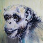 Chimpansee Chimpansee