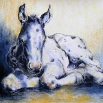 Appaloosa foal Appaloosa foal