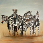 Zebra's Zebra's
