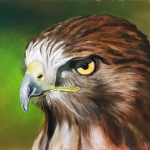 Buizerd Buizerd