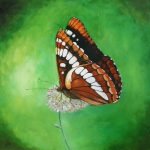 Lorquin's admiral Lorquin's admiral