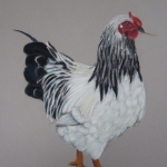 Buurvrouw's haan Buurvrouw's haan