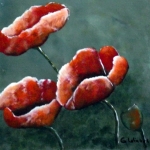 Papaver1 Papaver1