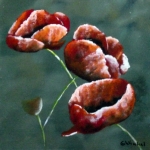 Papaver2 Papaver2