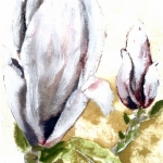 Magnolia Magnolia