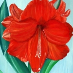 Amarylis Amarylis