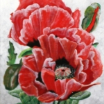 Papavers Papavers