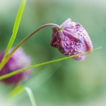 Kievitsbloem Kievitsbloem